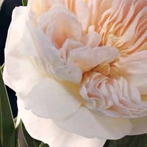 Bodybutter>Chloé Chloe Chloe Chloe