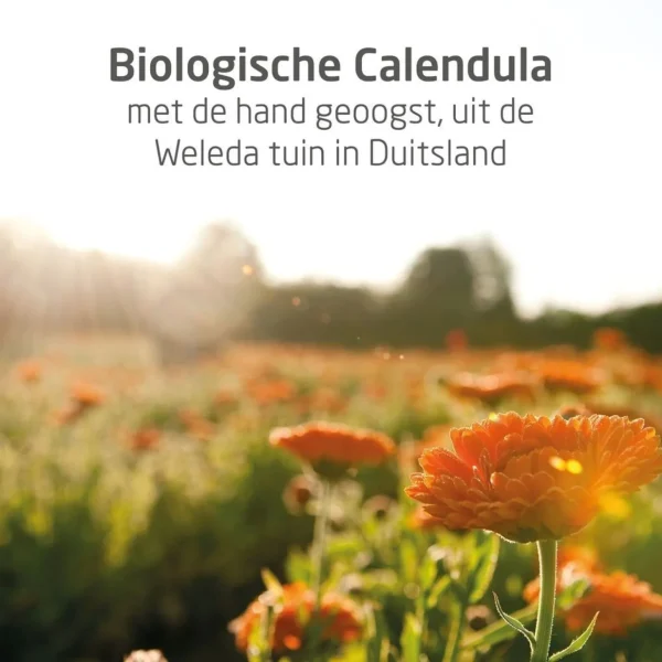 Baby Creme & Olie>Weleda Calendula Billenbalsem